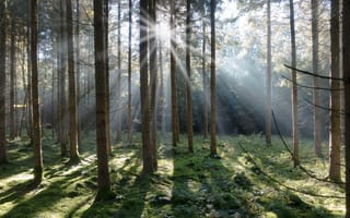 Картинка лес, лиственный, умеренный широколистный и смешанный лес, древесное растение, хвойное дерево, задний свет, лучи, осень, солнечный свет, умеренный хвойный лес, экосистема, лесной массив, дерево, природа, старый лес, географическая особенность, атмосферное явление, окружающая природа, тропический лес, солнце, ель, среда обитания, мох, дикая местность, биом, растение, водно-болотные угодья