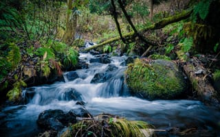 Картинка долина, поток, водосток, дерево, окружающая природа, осень, растительность, ручей, рельеф местности, джунгли, тропический лес, водопад, дикая местность, природа, водная характеристика, лес, вода, водоём, рок, лесной массив, заповедник, пейзаж, стремительный, река, среда обитания, географическая особенность, старый лес