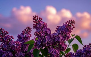 Картинка сирень, цветущая сирень, гроздья сирени, аромат, рабочий стол, пастельные тона, весенний пейзаж, идиллия, пейзаж, нейросеть, ветка сирени, зеленые листья, розовые облака, яркие цвета, фиолетовые цветы, уют, май, ИИ, 4k, 1920х1080, лепестки, 2k, арт