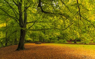 Картинка Осенний парк
