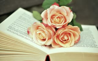 Картинка книга, читать, садовые розы, страницы книги, бумага, букет цветов, роза, розовый, красный, лепесток, розы, искусство, книги, розовая семья, страниц, цветущее растение, романтический, цветок, организация цветов, цветы, растение, просмотреть, наземное растение, литературы, флористика