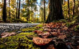 Картинка пейзаж, природа, нейросеть, земля, утро, солнце, мох, листья, 2k, макро, осень, камни, уют, тропинка, осенние листья, 1920х1080, свет, атмосфера, дорога, 16:9, лес, ИИ, зеленый мох, сухие листья, эстетика, HD, крупный план, тропа, размытие, обочина, размытый, день, лесная дорога, солнечный свет, рабочий стол, реализм, 4k, деревья, макросъемка, золотая осень, фокус