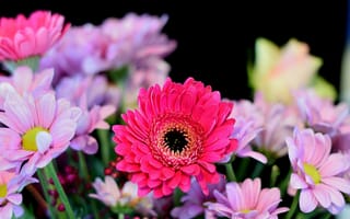 Картинка Gerbera, флора, цветы, герберы