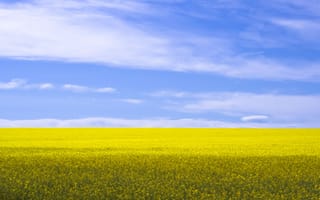 Картинка пейзаж, природа, сельское хозяйство, небо, степь, продукт, горизонт, пейзажи, поле, семейство травянистых, трава, желтый, канола, латунь, цветущее растение, еда, луг, рапс, брассика рапа, экосистема, растение, сельский, простой, лето, овощ, цветок, ферма, обрезать, загородная местность, наземное растение, семейство горчичных и капустных, сельская местность, горчичное растение, пастбище