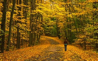 Картинка осень, деревья, лес, дорога, пейзаж