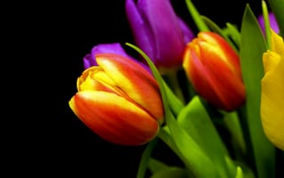 Картинка Удивительные тюльпаны