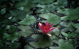 Картинка вода, природа, зелёный, пруд, кувшинка, цветущее растение, флора, наземное растение, растение, лепесток, ботаника, кактус, лист, цветы, лилия, цветок, ежовый кактус