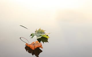 Картинка вода, природа, желтый, солнечный свет, компьютерные, макросъёмка, растение, лист, цветок, атмосферное явление, сезон, отражение, ветвь, осень, листья, плоский, флора, крупным планом, насекомое, утро
