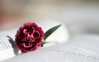 Картинка цветок, книга, флора, цветы, розовый, букет цветов, лепесток, религии, фотографии, библия, макросъёмка, цветущее растение, красный, верить, наземное растение, крупным планом, христианский мир, цветения, растение, лето, слово божье, читать, христианский