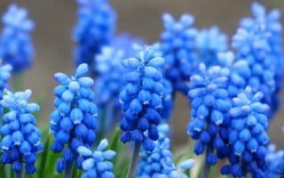 Картинка цветок, растение, непризнанный траубенхиазинт, весна, цветения, спаржевые asparagaceae, muscari, яркий, макросъёмка, красочный, ботаника, английская лаванда, колокол, соцветия траубенф рмиге, цветущее растение, цветы, синий, флора, сад, мускари рацемозум, растение спаржа, виноградник траубенхиазинта, наземное растение, садовое растение, мускари пренебрежительный, с видом на траубенхязинта, люпин, гиацинт виноградный обыкновенный, мускари ботриоидес, соцветия, декоративное растение, гиацинт