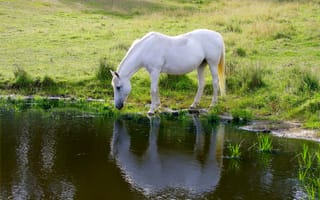 Картинка природа, трава, млекопитающее, ферма, пастбище, лошадь, луг, кобыла, Австралия, животное, дикая природа, туманный, пони, животные, лошадь как млекопитающее, жеребец, лошадь мустанг, выпаса, сельская местность, питьевой