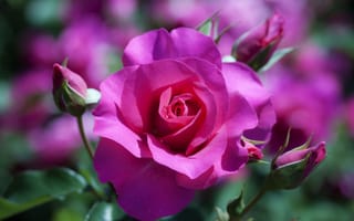 Картинка Флорибунда роза