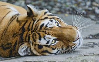 Картинка взгляд, тигровые тигры, хищник