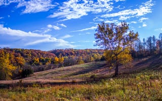 Картинка падение, деревья, ясное небо, Baltimore, трава, Cromwell Valley, sycamore, облака, поле, лес, природа, пейзаж