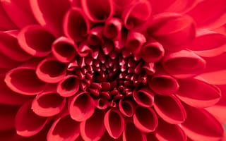 Картинка красный, цветок, природа, макро, на открытом воздухе, растение, солнечный свет, узор, сад, цветения