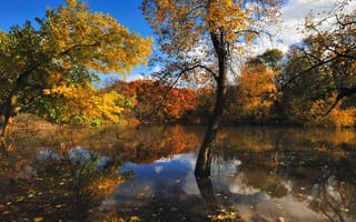 Обои озеро, осень, деревья, пейзаж