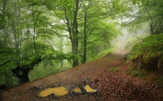 Картинка лес, туман, деревья, дорога