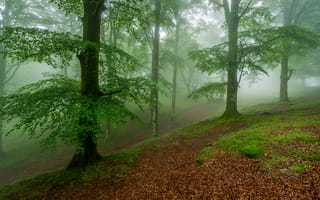 Обои лес, туман, природа, деревья