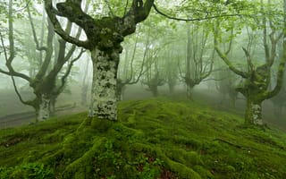 Картинка лес, туман, природа, деревья