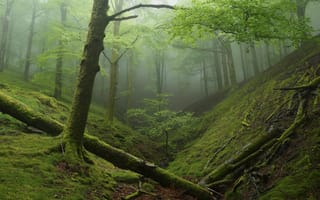 Картинка лес, природа, деревья, туман