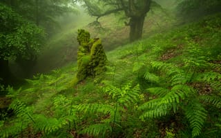 Картинка лес, туман, косогор, деревья