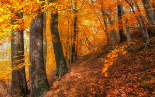 Обои осень, косогор, осенняя листва, деревья, осенние краски, природа, краски осени, лес, пейзаж