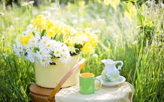 Картинка природа, трава, пикник, желтый, растение, газон, задний двор, цветы, лето, зелёный, луг, чай, цветок, маргариточное поле, цветения, флора, флористика, кофе, ромашки, сад, утро