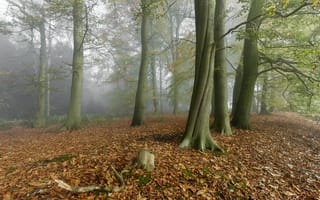 Обои лес, туман, деревья, природа