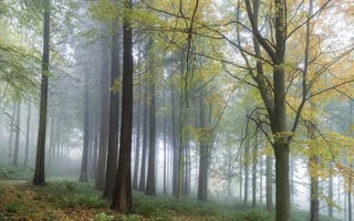 Картинка лес, туман, деревья, природа