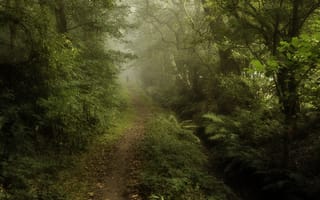 Картинка лес, деревья, тропинка, туман