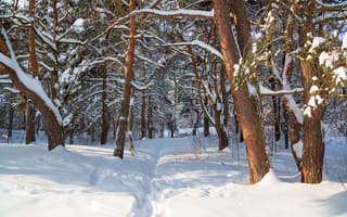 Картинка лес, сосны, природа, деревья, зима, снег, стволы, ветви, пейзаж