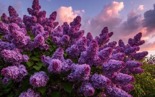 Картинка сирень, цветущая сирень, кучевые облака, 16:9, кустарник, весна, концепт-арт, рабочий стол, природа, цветы, свежесть, нейросеть, золотой час, красота природы, ИИ, реализм, вечерний свет, соцветия, закат, солнце, сиреневый цвет, фотореализм