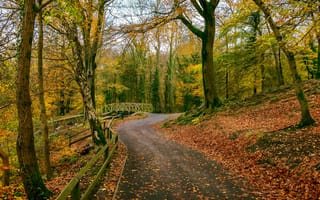 Картинка Gnoll Estate Country Park Neath, дорога, деревья, пейзаж, речка, мост, осень, Южный Уэльс