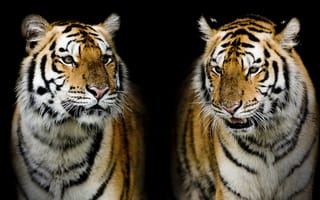 Картинка тигр, семейства кошачьих, хищник, животное, портрет тигра