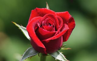 Картинка листва, цветок, красная, капли, бутон, роса, роза