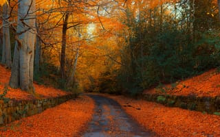 Картинка осень, пейзаж, осенние листья, парк, деревья, природа, дорога, осенние краски, лес