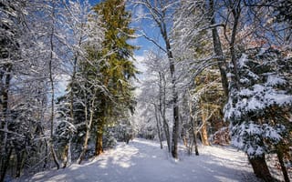 Обои зима, деревья, дорога, пейзаж, снег, природа, лес