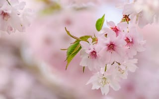 Картинка флора, сакура, вишня цветет