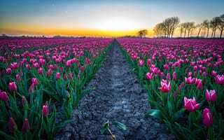 Картинка поле, Голландия, тюльпаны