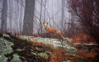 Картинка лес, животные, сезон, лиса, осень, дерево, лесной массив, дикая местность, млекопитающие, дикая природа, фауна