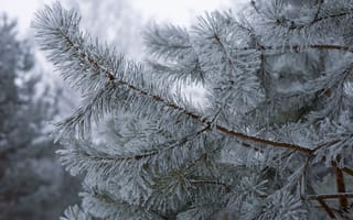 Картинка сосна, ветки, природа, иголки, зима, холодно, мороз, иней