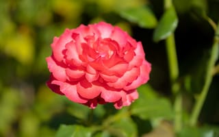 Картинка цветы, флора, лето, макро, тёплый, зелёный, алая, лепестки, розы, природа, размытый, красная, куст, свет