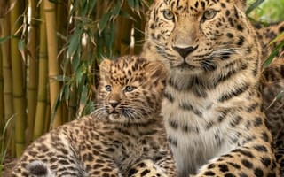Картинка Парк леопардов