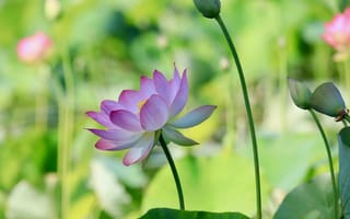 Картинка Lotus, красивый цветок, цветы, красивые цветы, водяная красавица, лотос, цветок, водоём, лотосы, флора