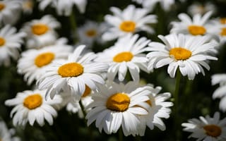 Картинка свет, тени, флора, ромашки, природа, цветение, клумба, белые, цветы, букет, лето