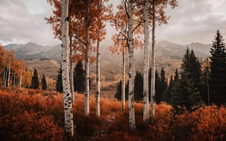 Картинка осень, осенний пейзаж, арт, эстетика осени, HD, оранжевая листва, долина, желтые листья, иллюстрация, 1920х1080, туризм, дикая природа, дымка, уют, 2k, 16:9, нейросеть, ели, холмы, хвойный лес, атмосфера, горные вершины, сосны, ИИ, белые стволы, тропинка