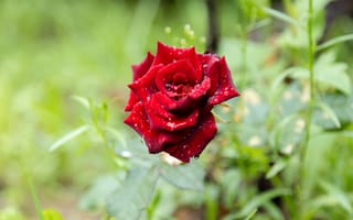 Картинка цветы, природа, роза, дождь, размытый, лето, лепестки, бутон, красная, капли