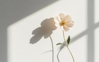 Картинка цветок, космея, чистота, свежесть, текстура стены, четкая тень, зеленые листья, HD, солнечный свет, интерьерное, натюрморт, светлый, 16:9, желтая сердцевина, эстетика, гармония, цифровая, жесткий свет, 1920х1080, арт, 2k, ИИ, тень от окна, оконная рама