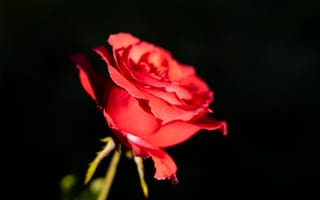 Картинка роза, цветы, красная, флора, чёрный, природа, алая