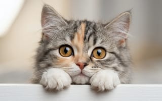Картинка индивидуальные, глядя на зрителя, внимание к животным, животное, реалистичный, окрашенная склера, кошка, без людей, размытый